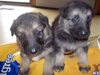 Puppies in GA